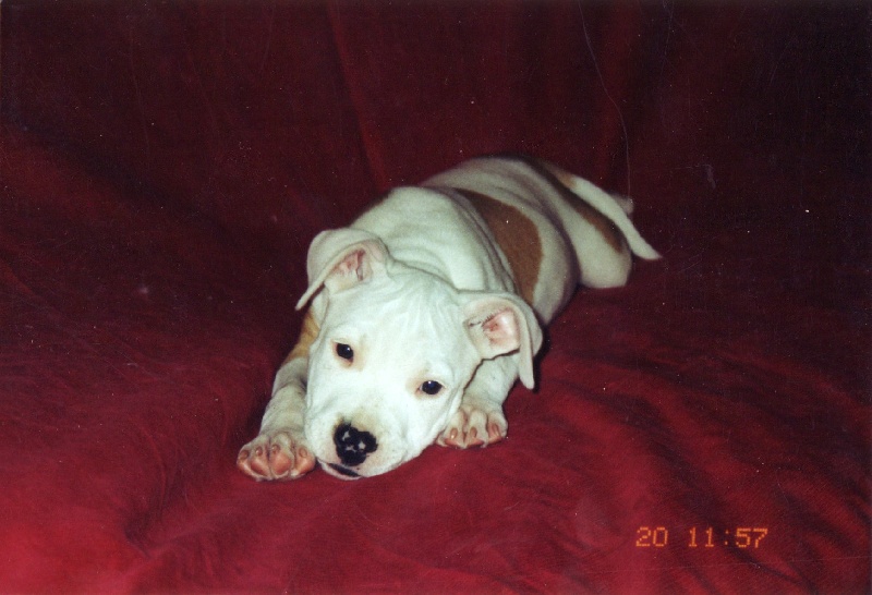 Usa de la terre des anges