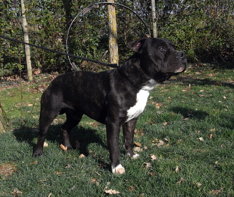 Elvis'  king off the king ' des Guerriers Occitans