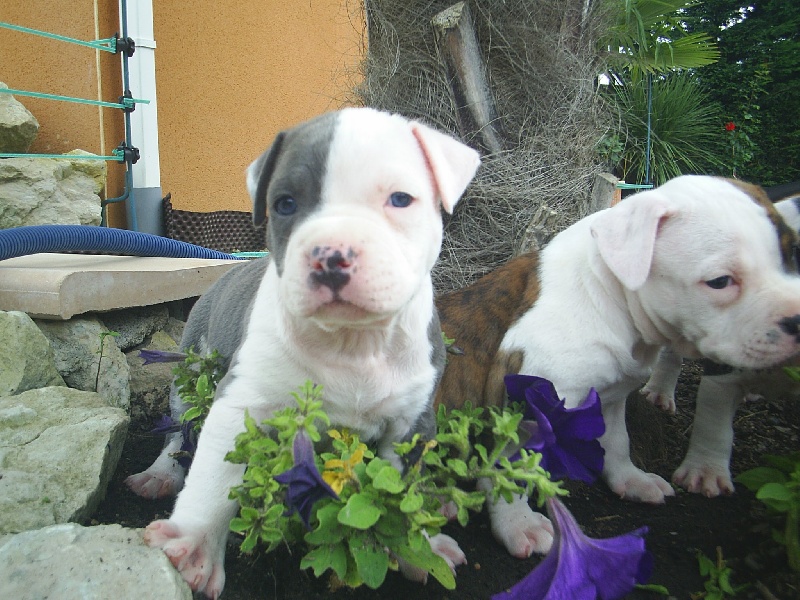 Cerdan ' alias ceusteur ' des Guerriers Occitans