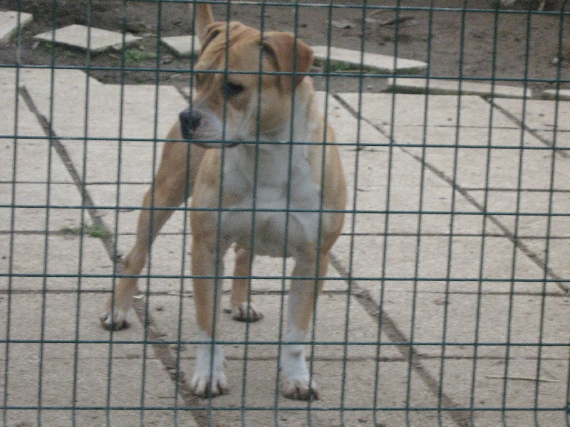 Arley-bety boops des Guerriers Occitans