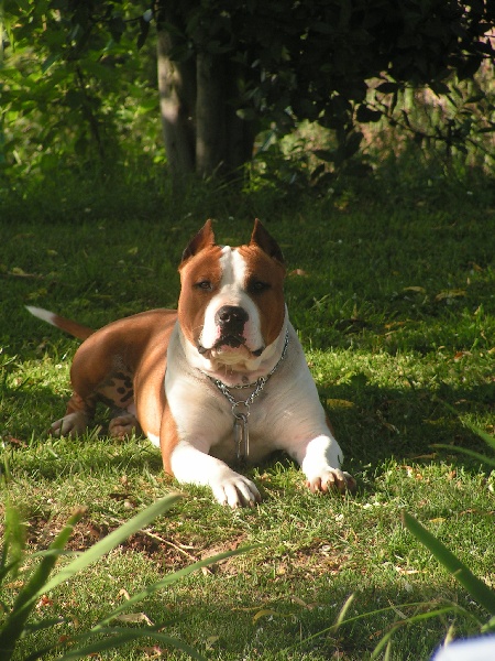 Magic-ster des Guerriers Occitans