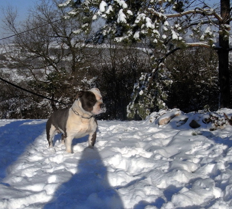 Publication : des Guerriers Occitans Auteur : lapeyre-frederic/ martins rose-m