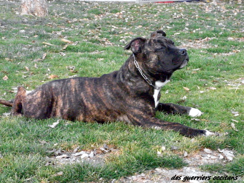 Faune queen safarie des Guerriers Occitans