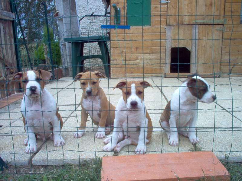 Magic-ster des Guerriers Occitans