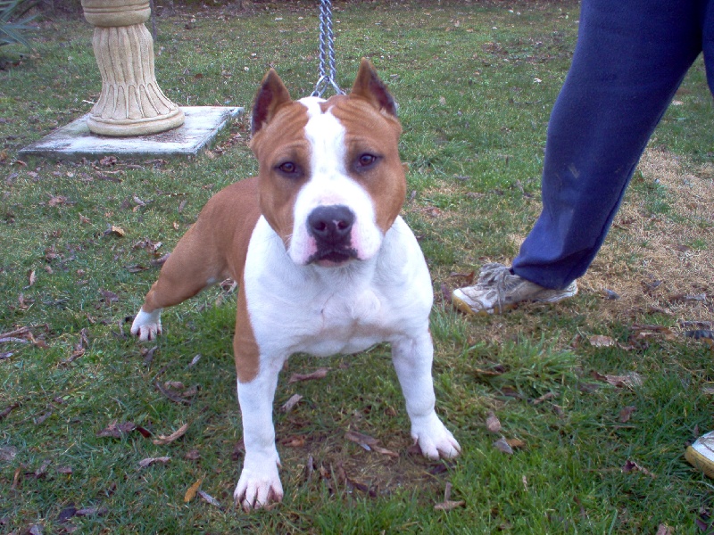 Magic-ster des Guerriers Occitans