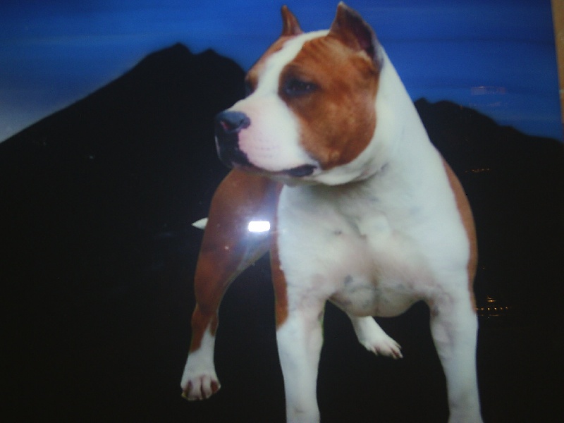 Magic-ster des Guerriers Occitans