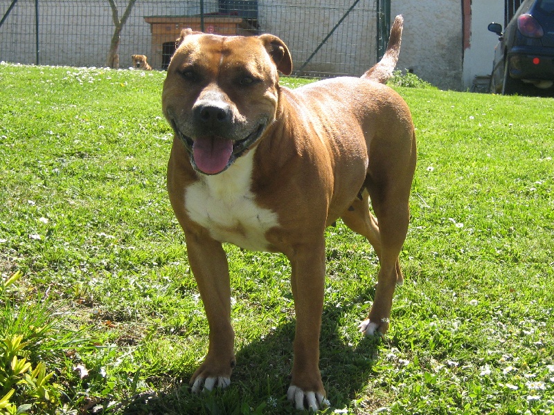 Usa- des Guerriers Occitans