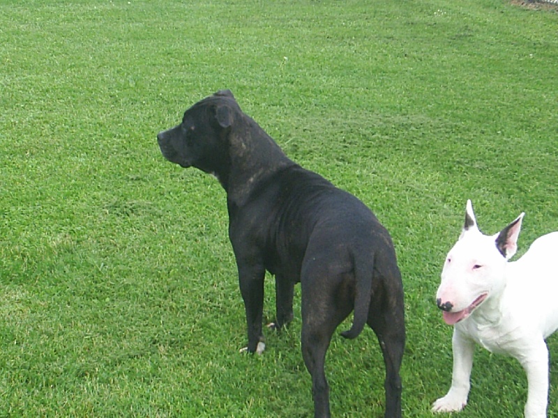 Arena black-night des Guerriers Occitans