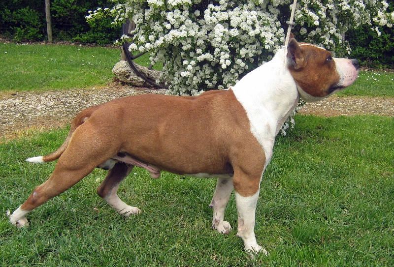 Magic-ster des Guerriers Occitans