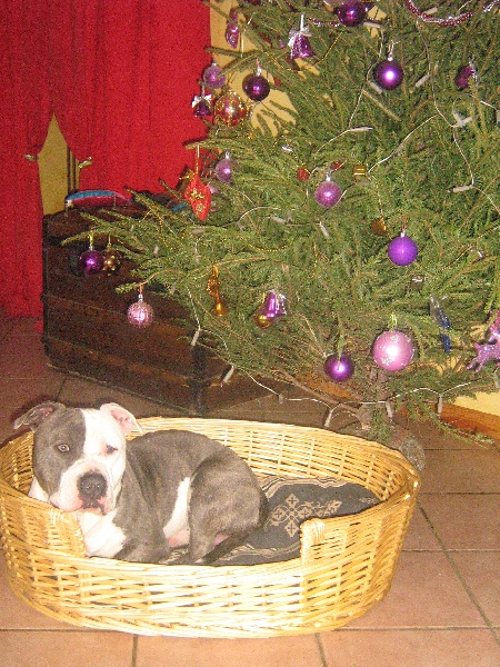 Cerdan ' alias ceusteur ' des Guerriers Occitans