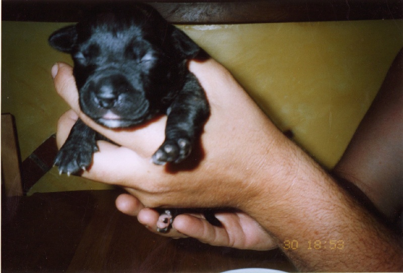 Unaya des Guerriers Occitans