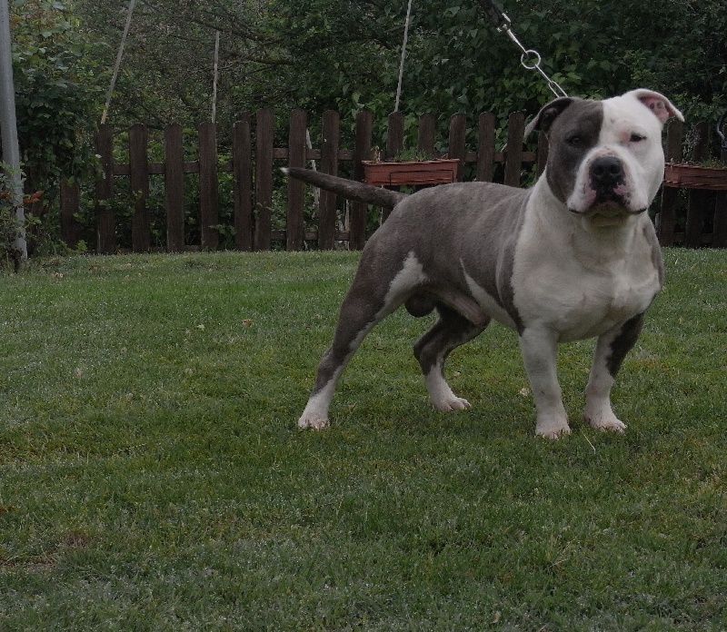 Publication : des Guerriers Occitans Auteur : lapeyre-frederic/ martins rose-m