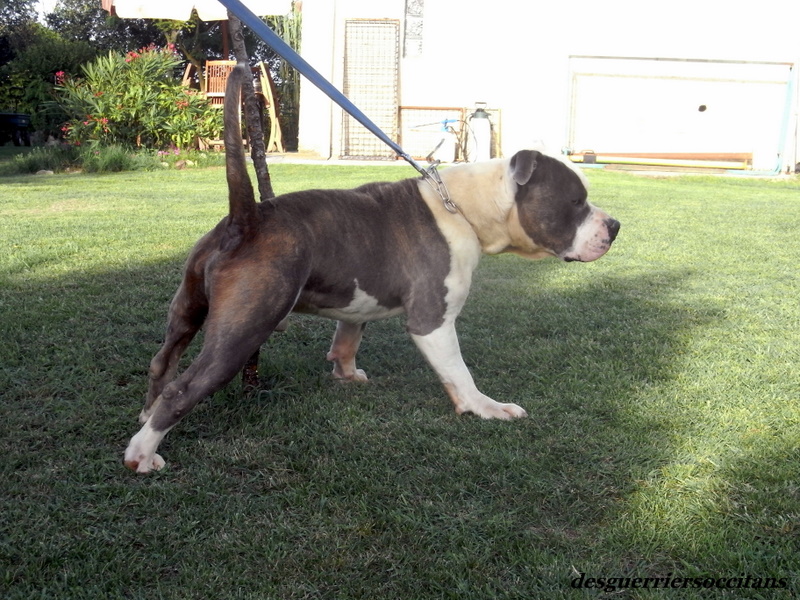 Publication : des Guerriers Occitans Auteur : lapeyre-frederic/ martins rose-m