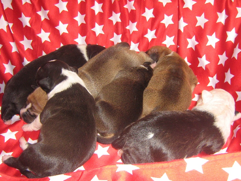 Usa- des Guerriers Occitans