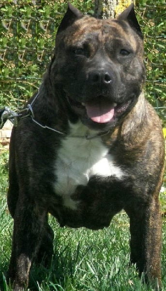 Faune queen safarie des Guerriers Occitans