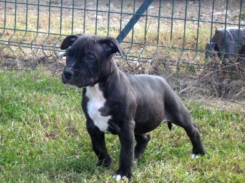 Dangerous black dodge des Guerriers Occitans