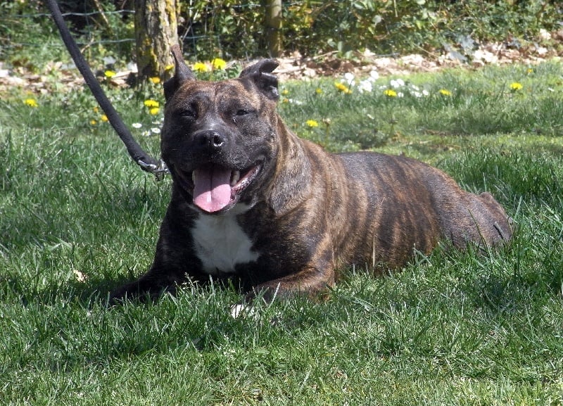 Faune queen safarie des Guerriers Occitans