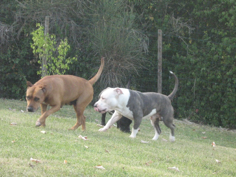 Cerdan ' alias ceusteur ' des Guerriers Occitans