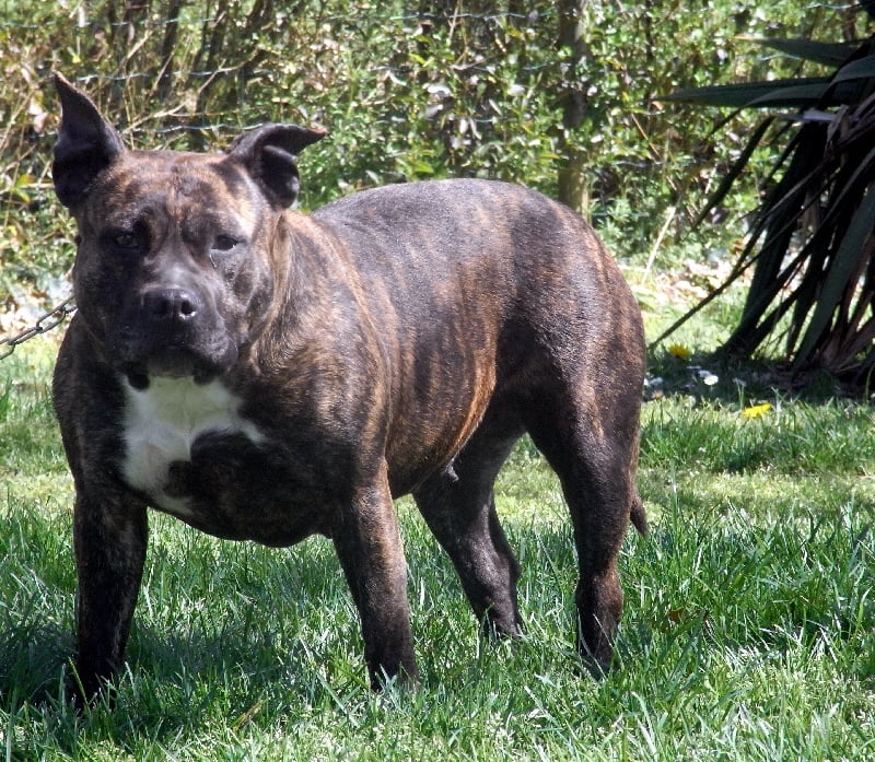 Faune queen safarie des Guerriers Occitans