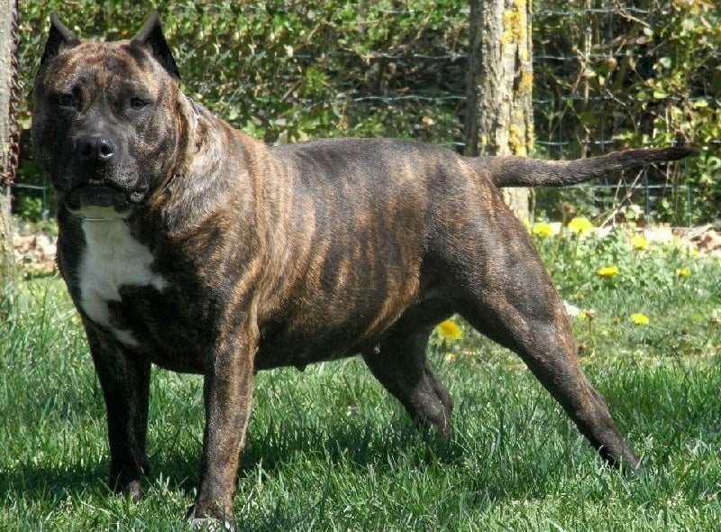 Faune queen safarie des Guerriers Occitans