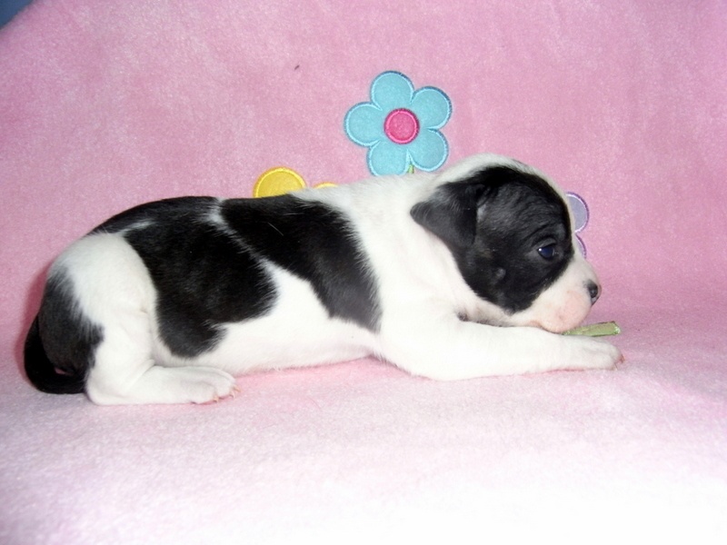 Holga' édition 2 ' des Guerriers Occitans