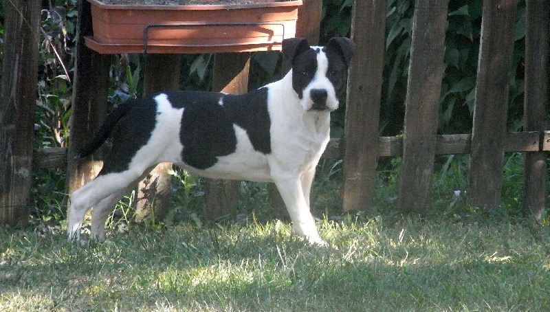 Holga' édition 2 ' des Guerriers Occitans