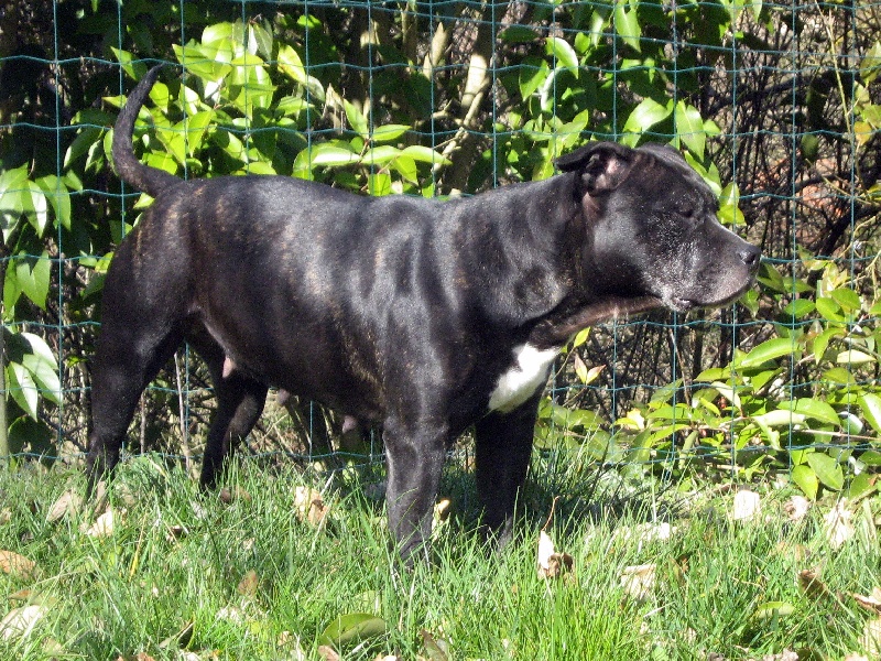 Arena black-night des Guerriers Occitans