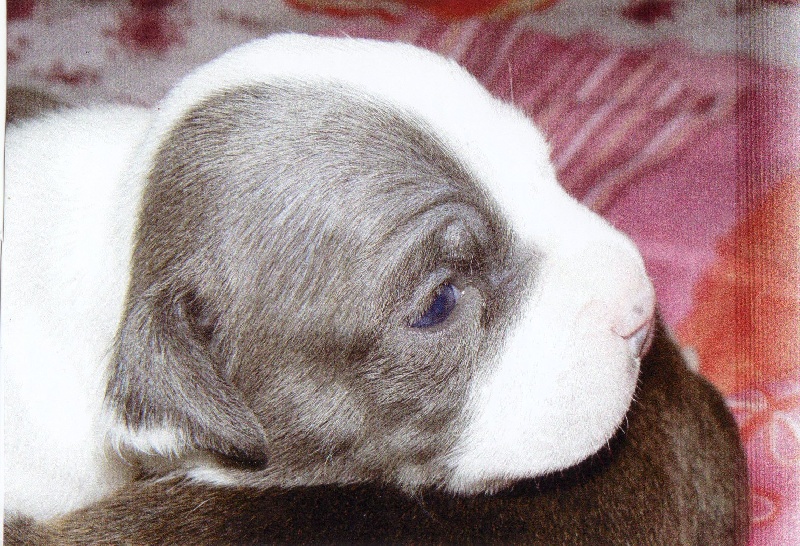 Cerdan ' alias ceusteur ' des Guerriers Occitans