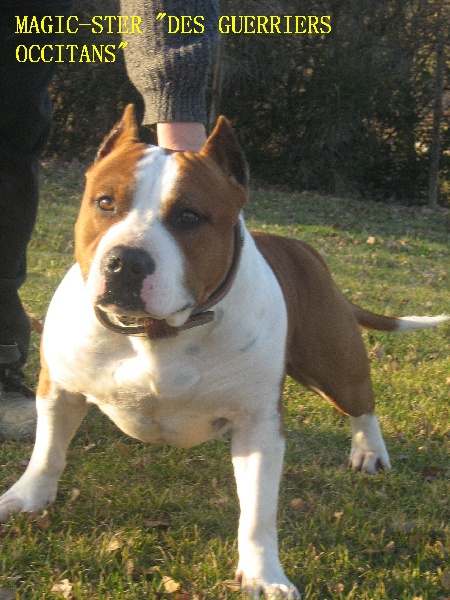 Magic-ster des Guerriers Occitans