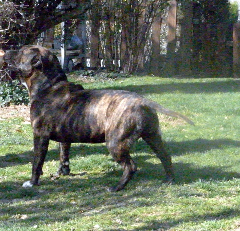 Faune queen safarie des Guerriers Occitans