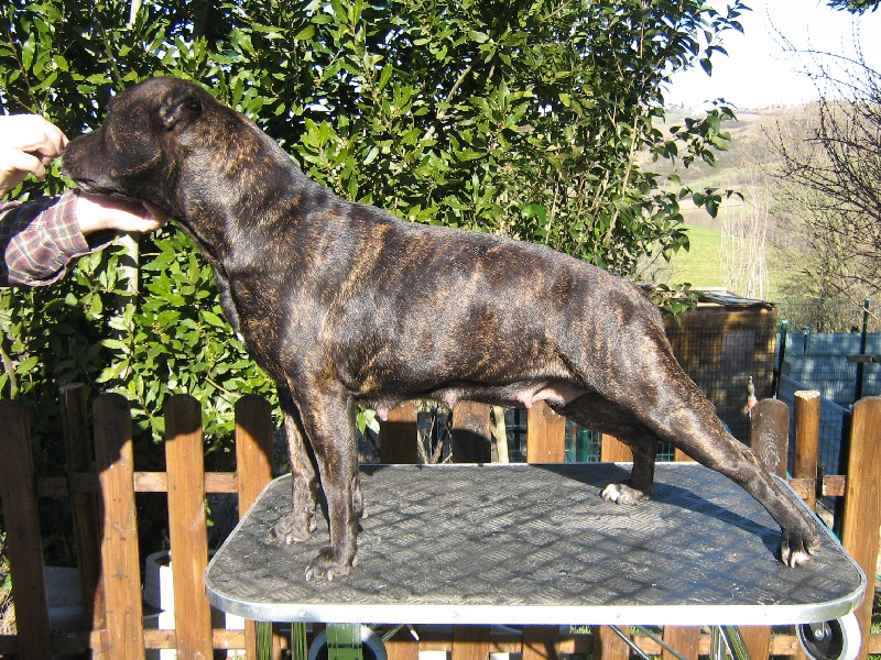 Unaya des Guerriers Occitans