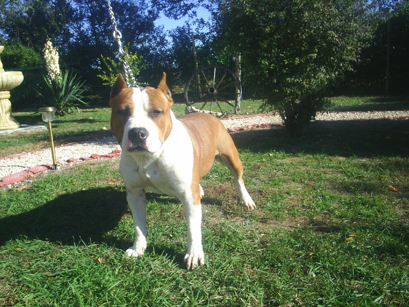 Magic-ster des Guerriers Occitans