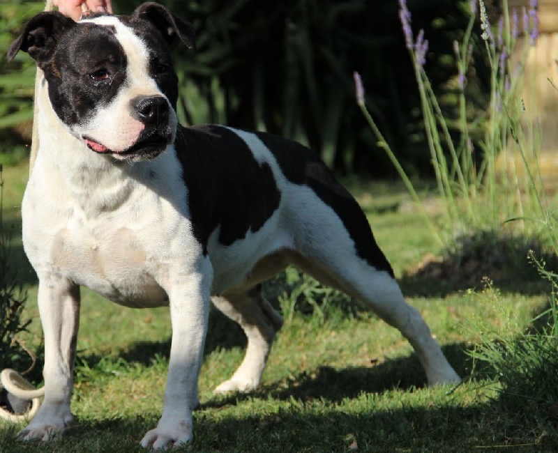 Holga' édition 2 ' des Guerriers Occitans