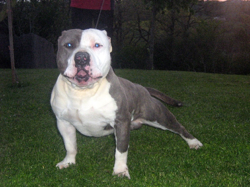 Cerdan ' alias ceusteur ' des Guerriers Occitans