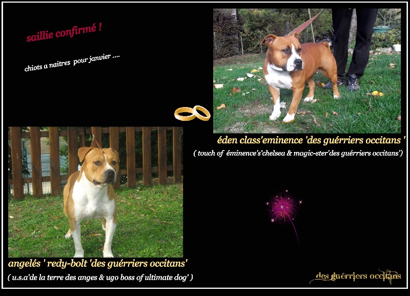 G maximus ' des Guerriers Occitans