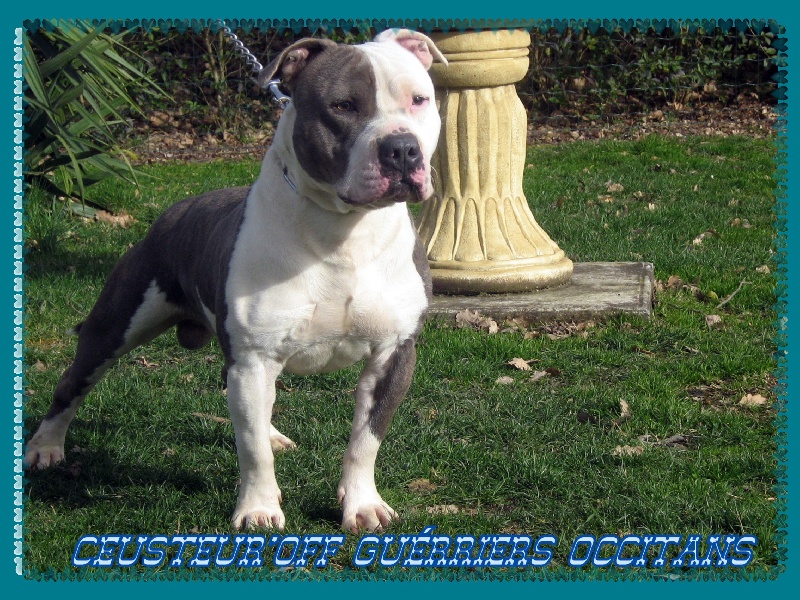 Cerdan ' alias ceusteur ' des Guerriers Occitans