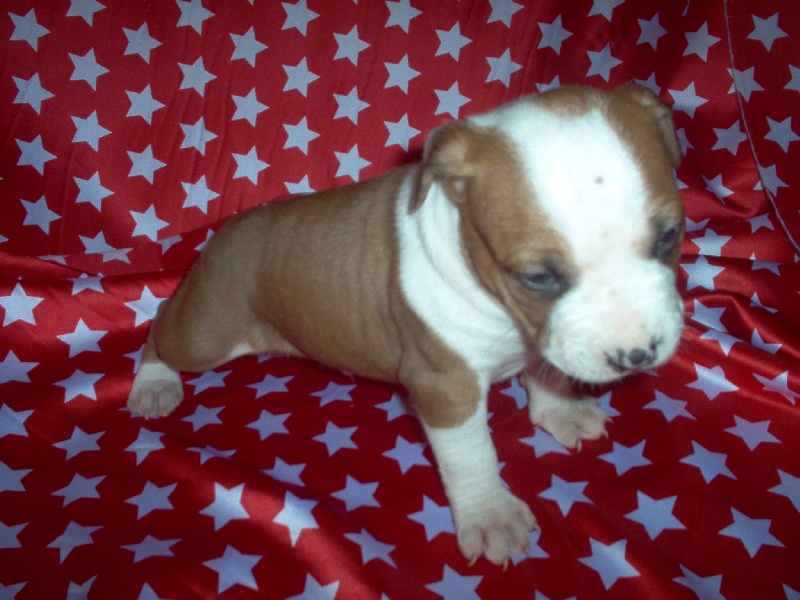 Magic-ster des Guerriers Occitans