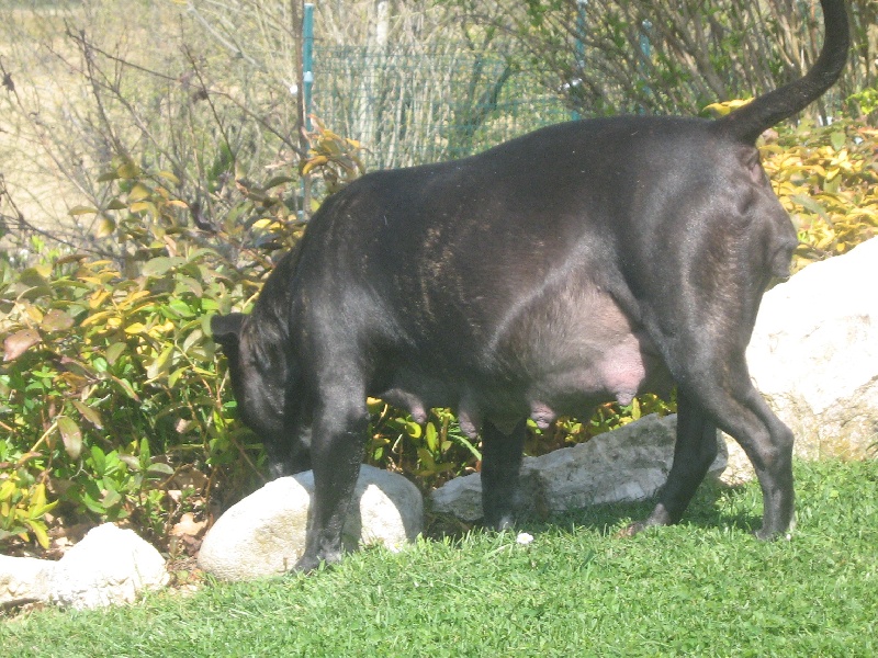 Arena black-night des Guerriers Occitans