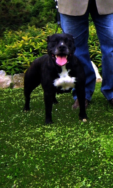 Arena black-night des Guerriers Occitans