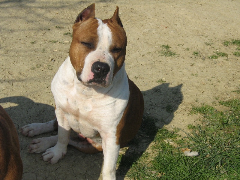 Magic-ster des Guerriers Occitans