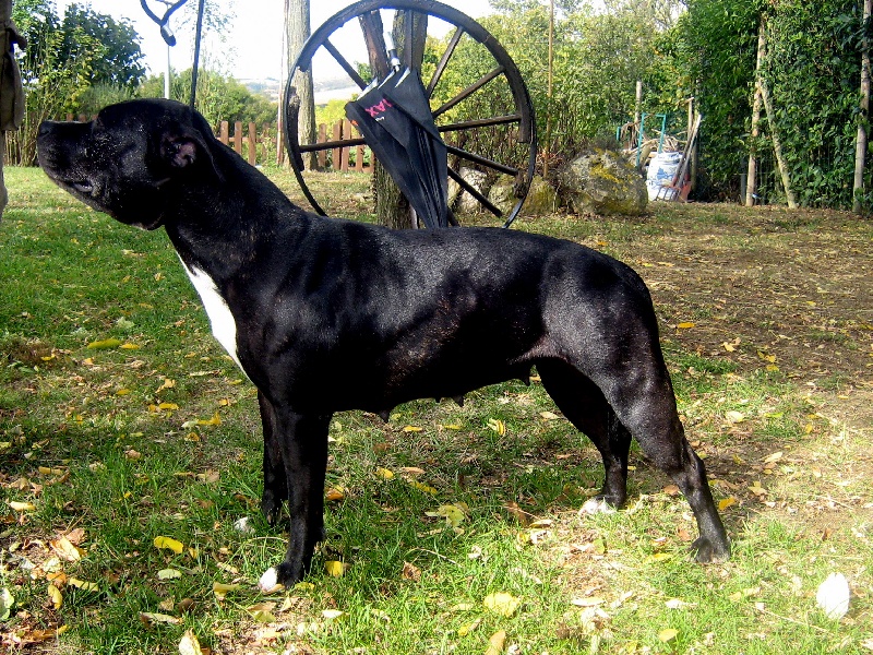 Arena black-night des Guerriers Occitans