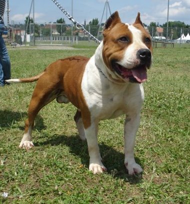 Magic-ster des Guerriers Occitans