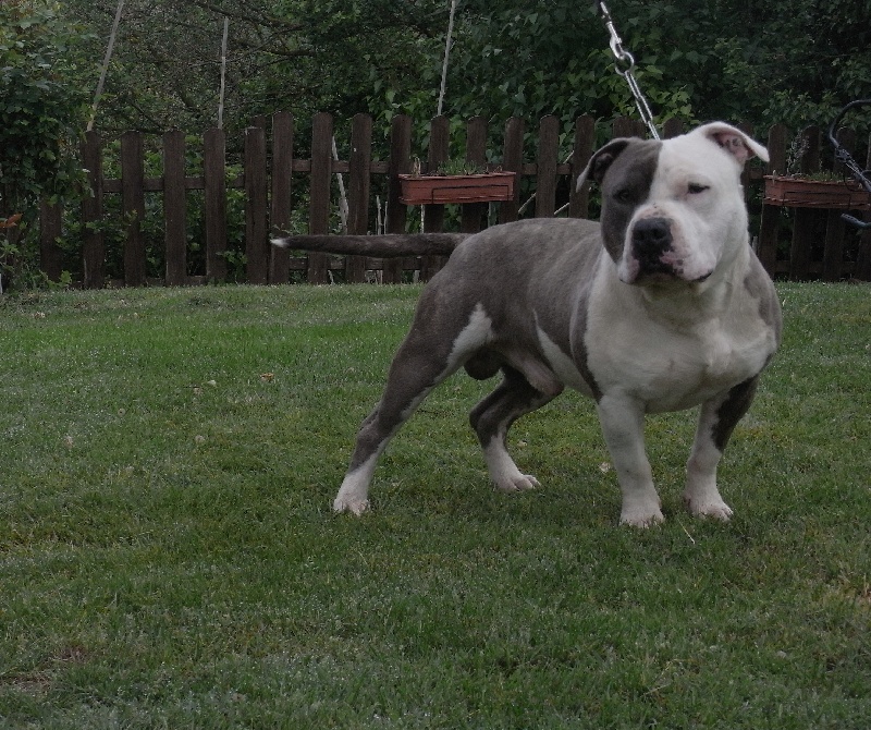 Publication : des Guerriers Occitans Auteur : lapeyre-frederic/ martins rose-m