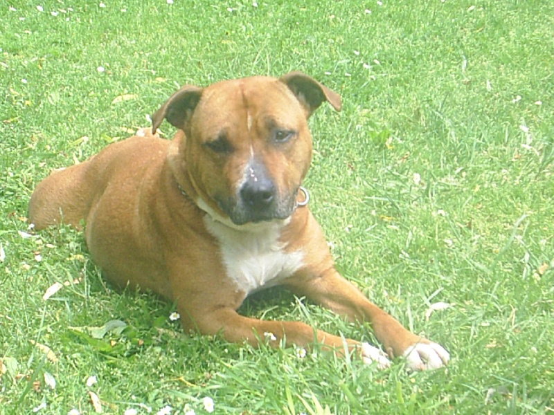 Usa- des Guerriers Occitans