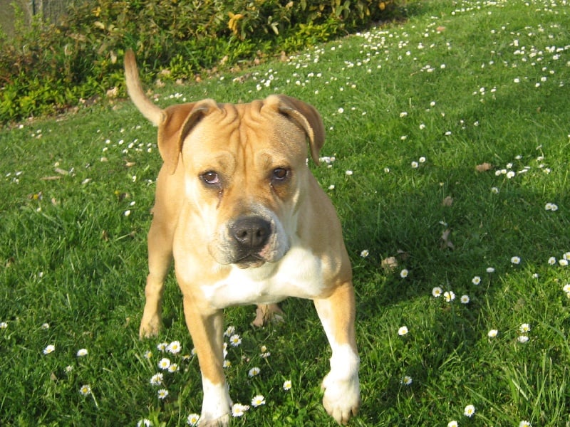 Arley-bety boops des Guerriers Occitans