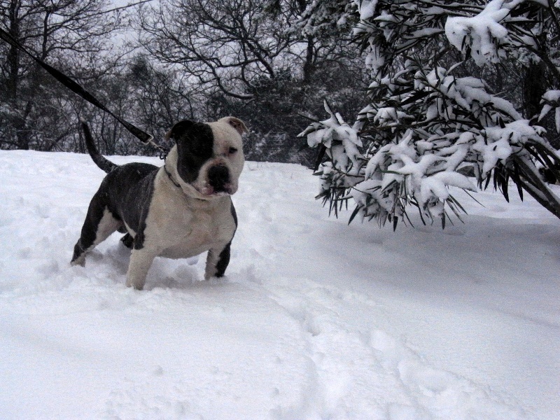 Publication : des Guerriers Occitans Auteur : lapeyre-frederic/ martins rose-m