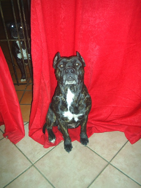 Unaya des Guerriers Occitans