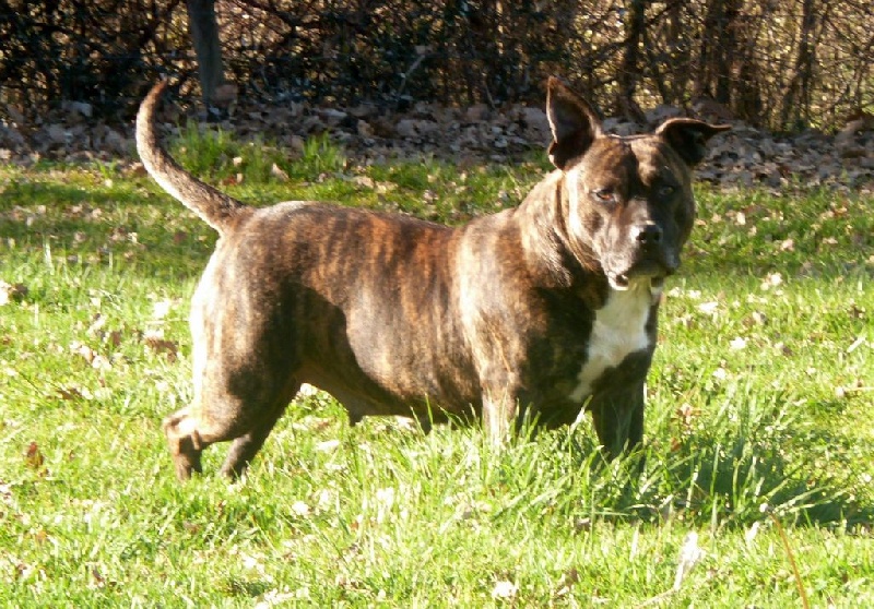 Faune queen safarie des Guerriers Occitans