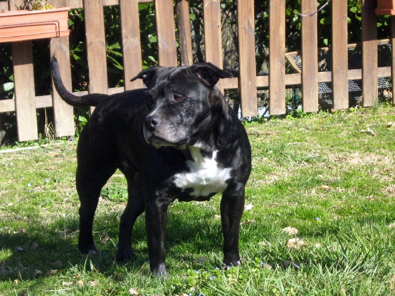 Arena black-night des Guerriers Occitans