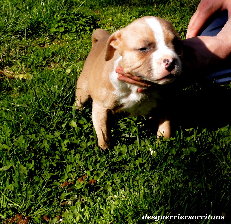 G maximus ' des Guerriers Occitans